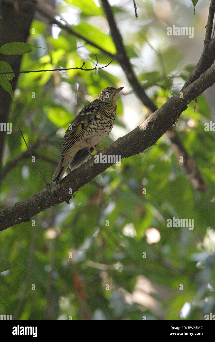 Scaly Thrush (Zoothera dauma) adult, perched in tree, Kathmandu, Nepal, february Stock Photo