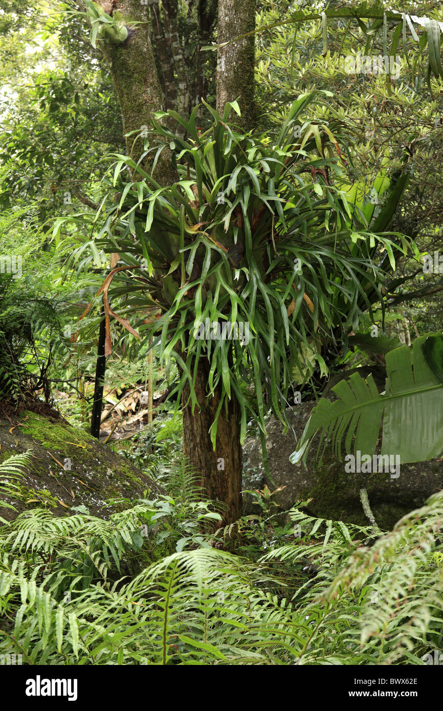 Staghorn fern platycerium sp hi-res stock photography and images - Alamy