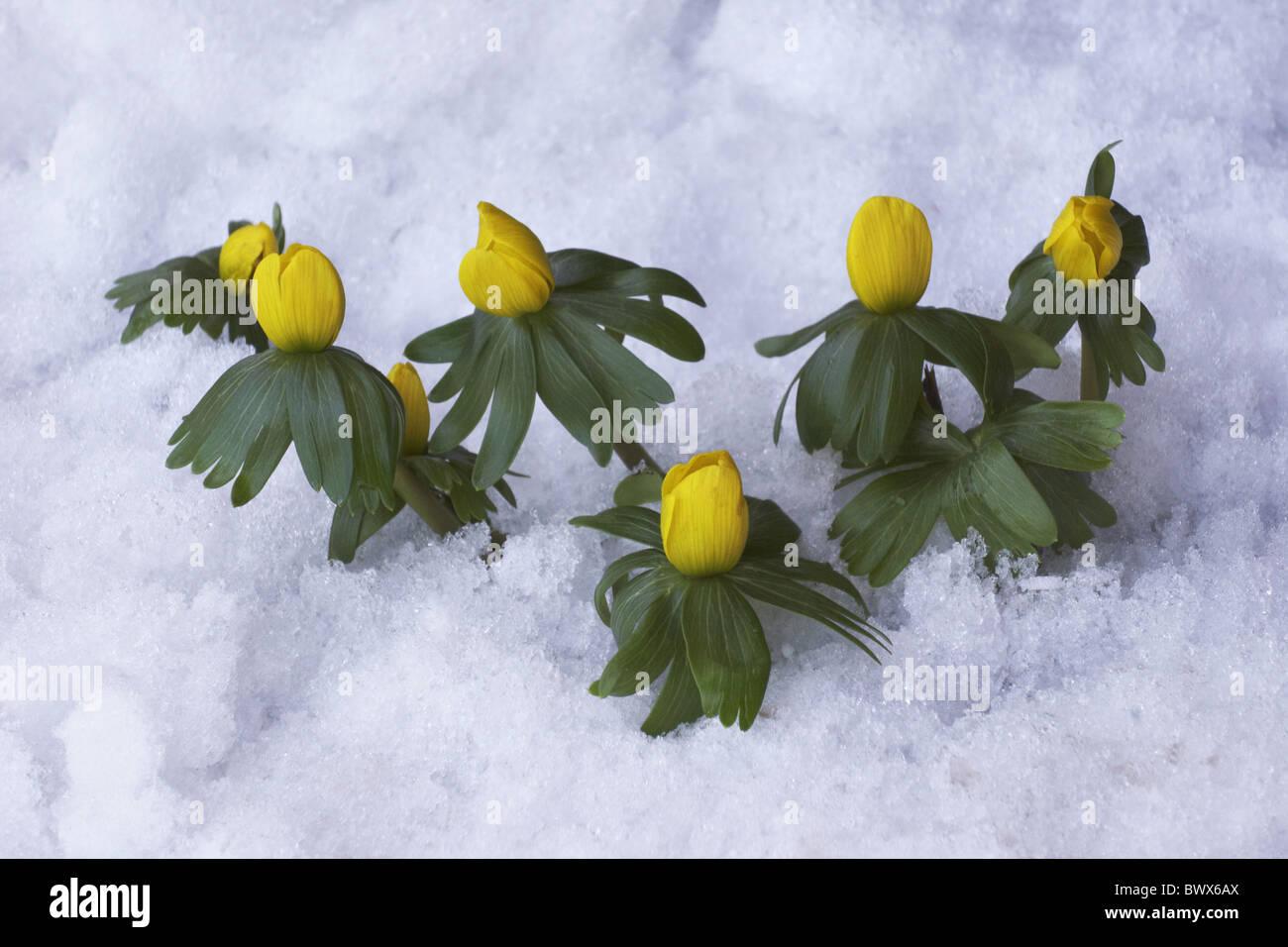 Winter Aconite Eranthis hyemalis flowerbuds Stock Photo - Alamy