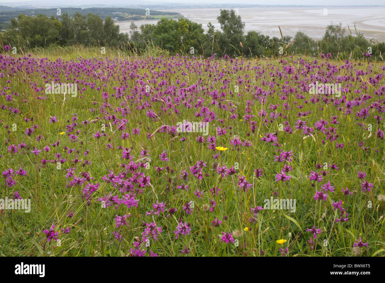 Betony Stachys officinalis nature natural wild wildlife environment environmental europe european flower flowering wildflower Stock Photo