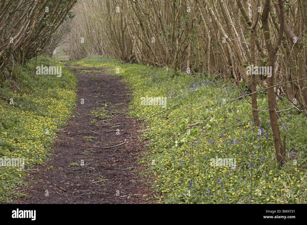 Bluebell (Endymion non-scriptus) and Lesser Celandine (Ranunculus ficaria), flowering beside lane in hazel wood, Dorset, Stock Photo