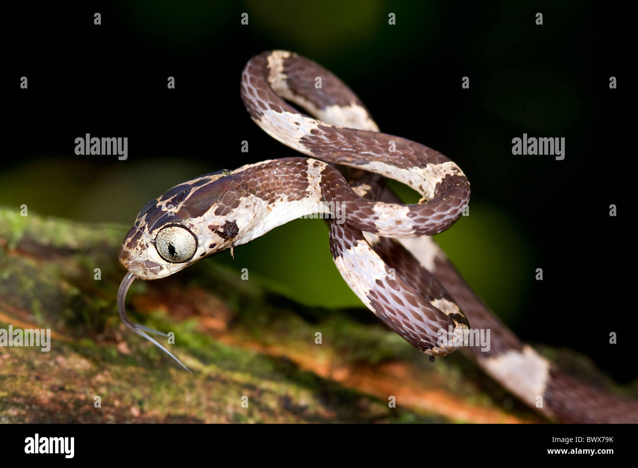 Small Imantodes cenchoa snake from ecuador Stock Photo
