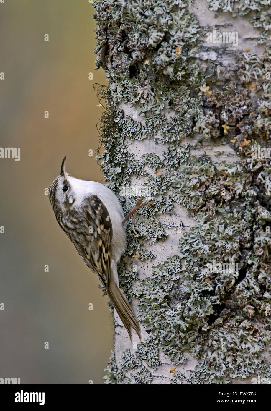 Common Treecreeper Certhia Familiaris Stock Photo Alamy