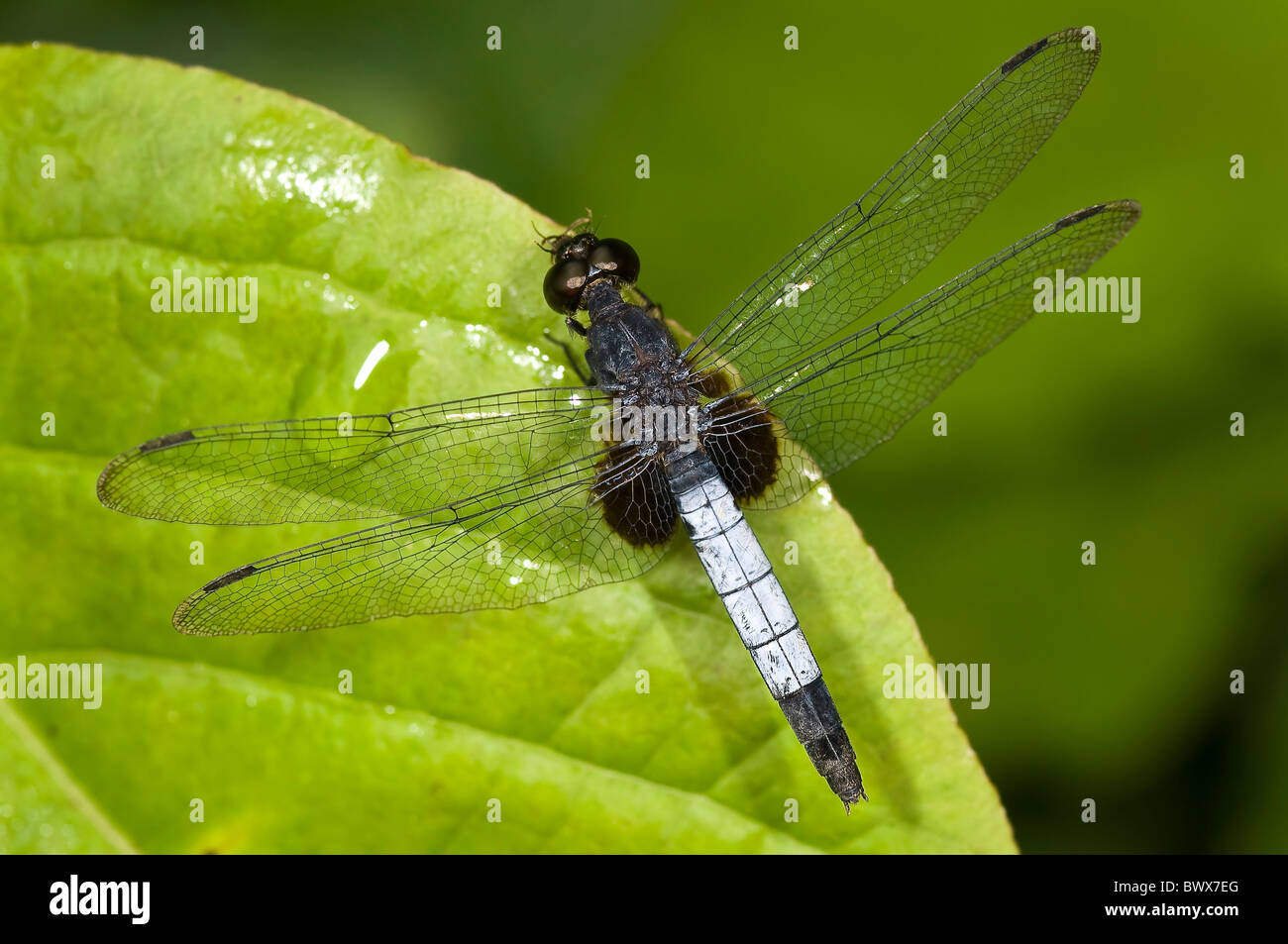 Erythrodiplax unimaculata dragonfly from Ecuador Stock Photo