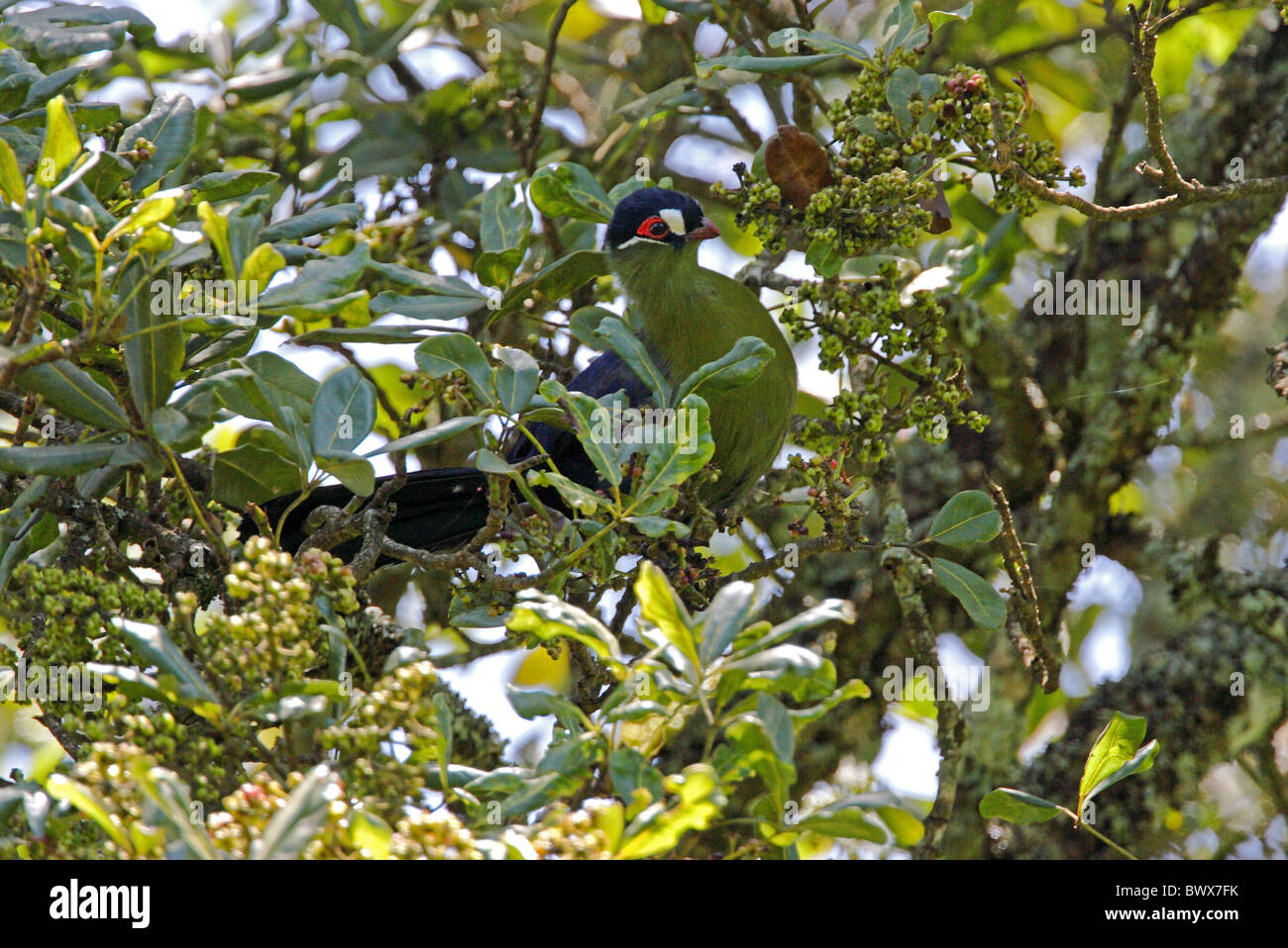 Hartlaub's Turaco (Tauraco hartlaubi) adult, perched in fruiting tree, Eburru Forset, Kenya, october Stock Photo