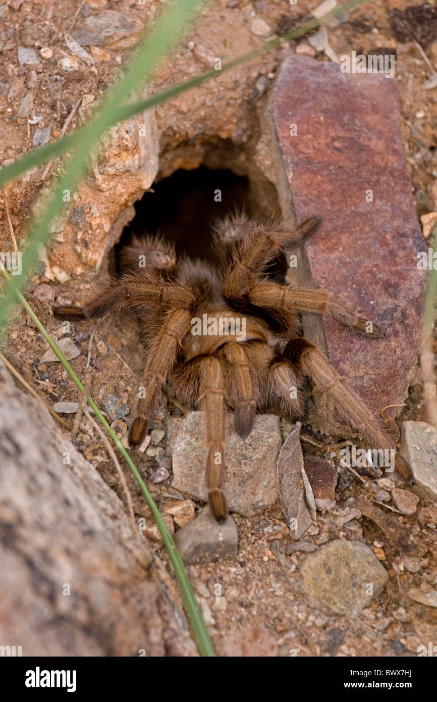 Desert Tarantula (Aphonopelma spp) Sonoran Desert Arizona USA
