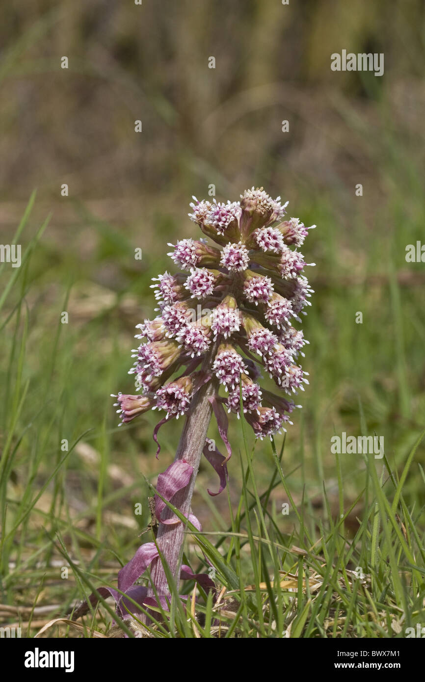 Butterbur Petasites hybridus flowering growing Stock Photo Alamy
