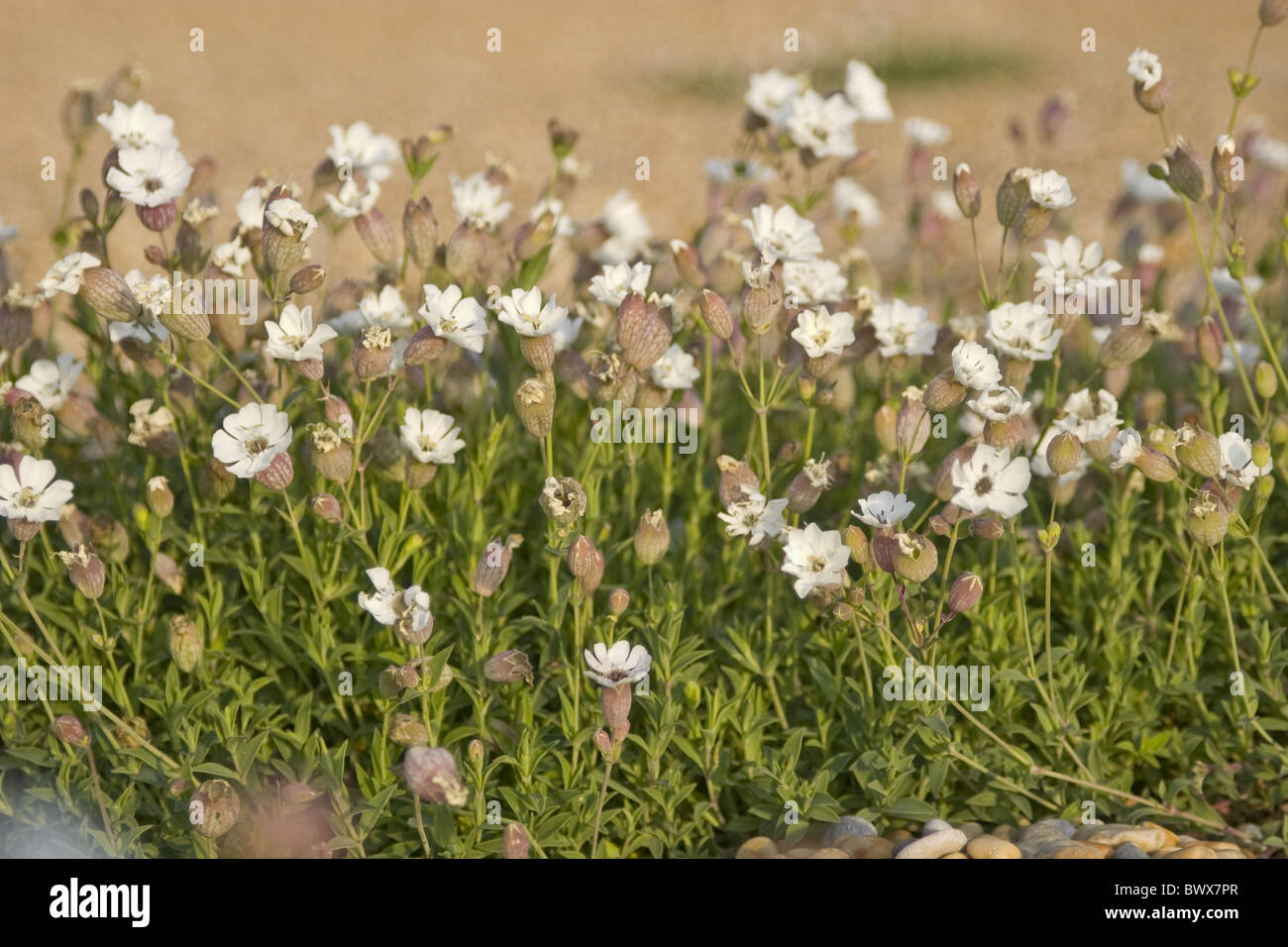 Sea Campion Campions Bloom Blooms Bud Buds Chesil Beach Coastal Caryophyllaceae Close Close up Wildflower Wildflowers Flower Stock Photo