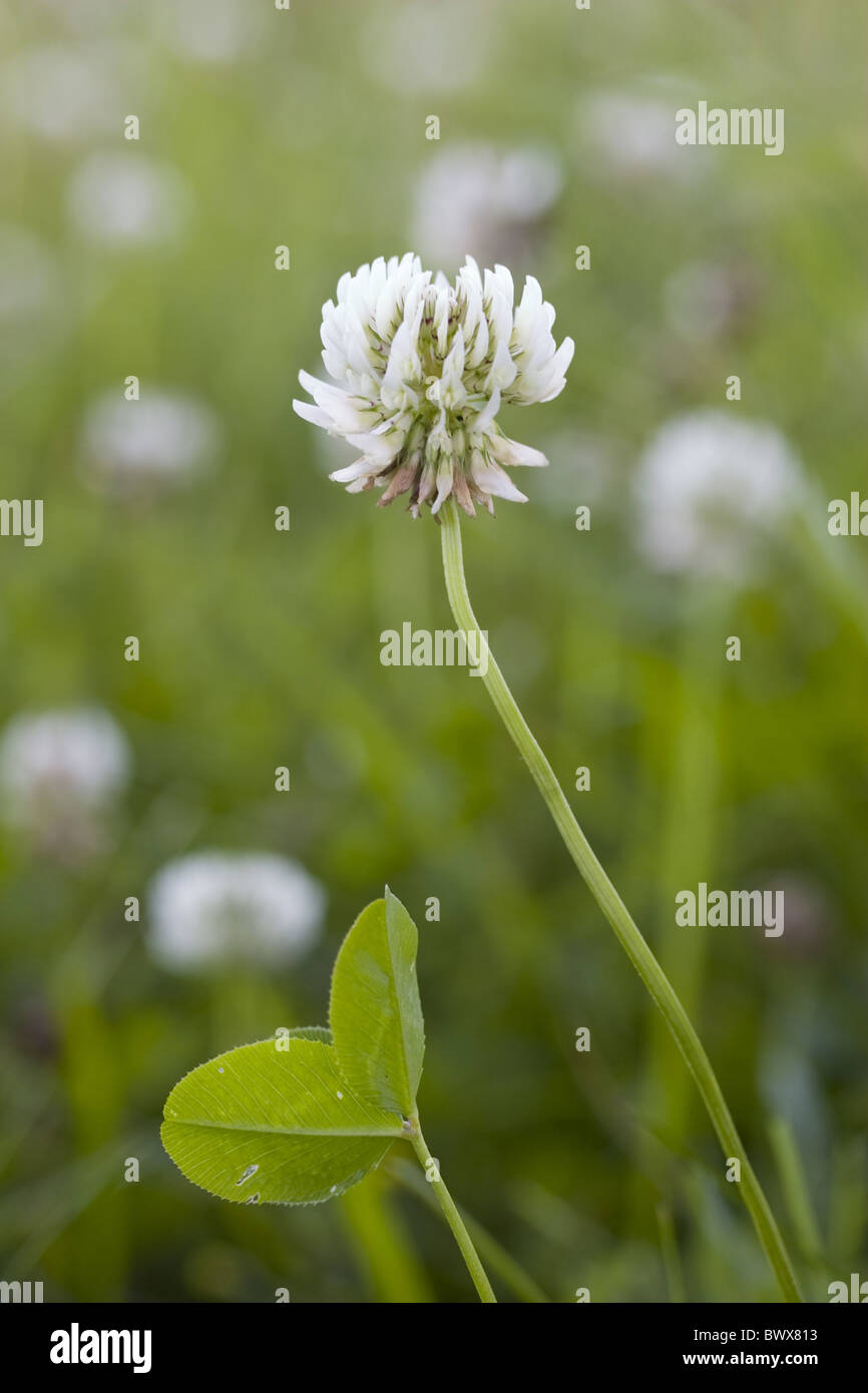 Fabaceae Bloom Blooms Wildflower Wildflowers White Leaf Leaves Clover