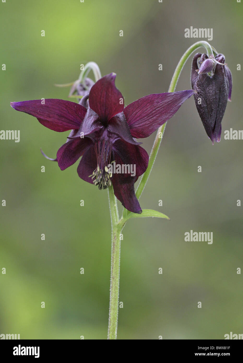 Dark Columbine` Flower - Aquilegia Atrata Stock Photo - Image of lion