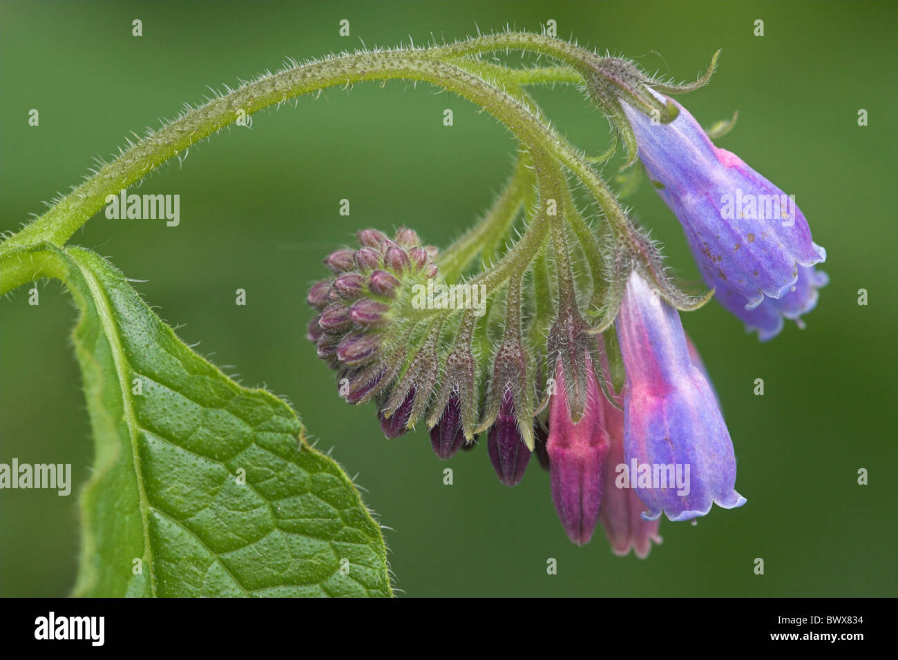 Common Comfrey Symphytum officinale close-up Stock Photo - Alamy