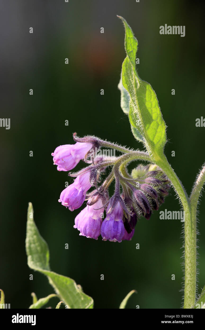 Common Comfrey Symphytum officinale close-up Stock Photo - Alamy