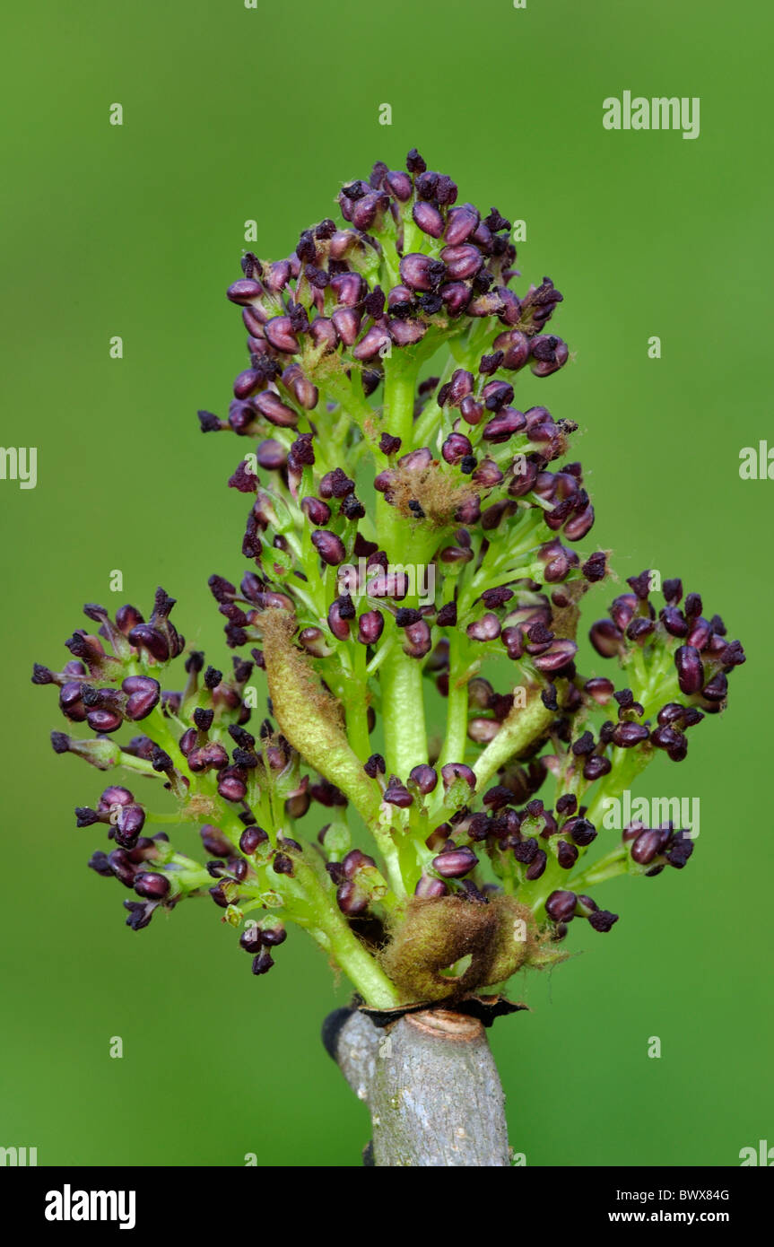 Ash blossom breaking. Dorset, UK April 2010 Stock Photo Alamy