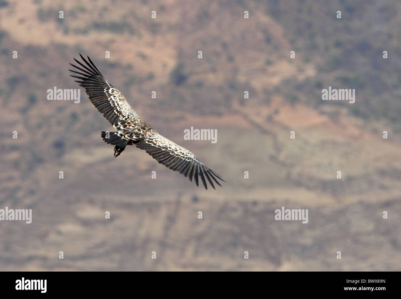 Rueppells Griffon Vulture Gyps High Resolution Stock Photography and ...