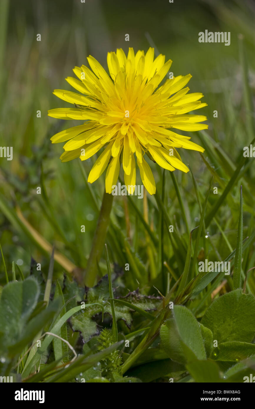Common Dandelion Dandelions Clock Clocks Taraxacum officinalis Close up