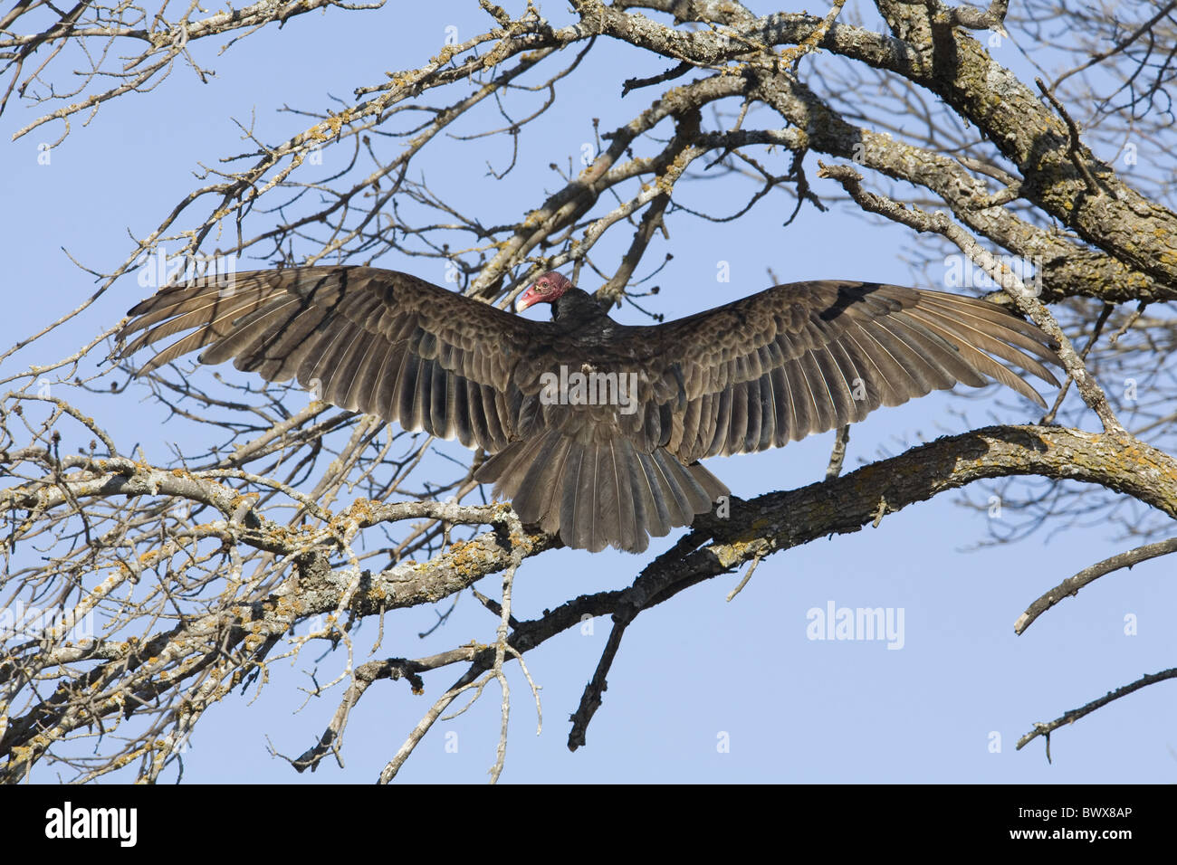 Turkey Vulture (Cathartes aura) adult, sunning with wings spread