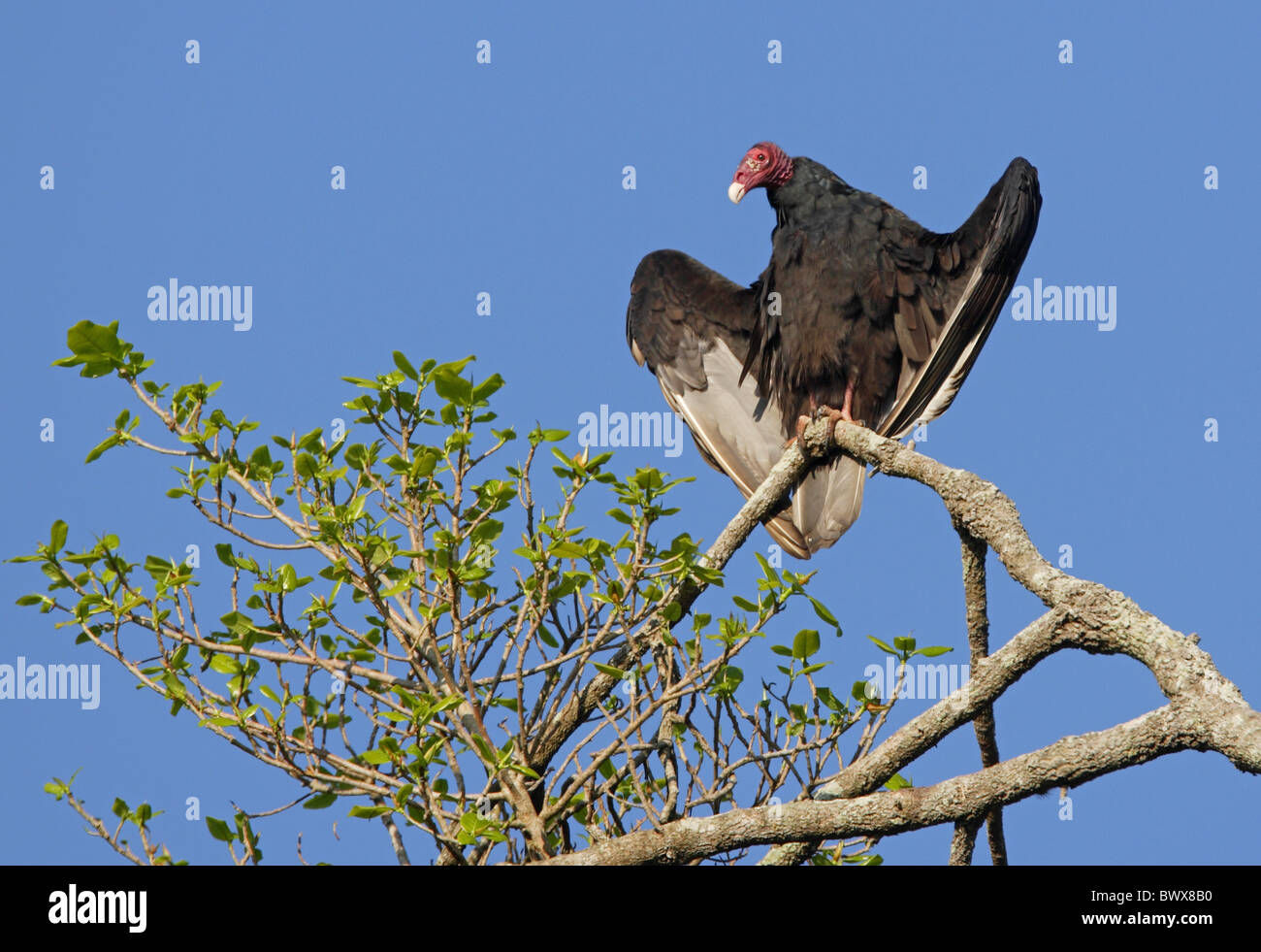 Vultures sunning hires stock photography and images Alamy