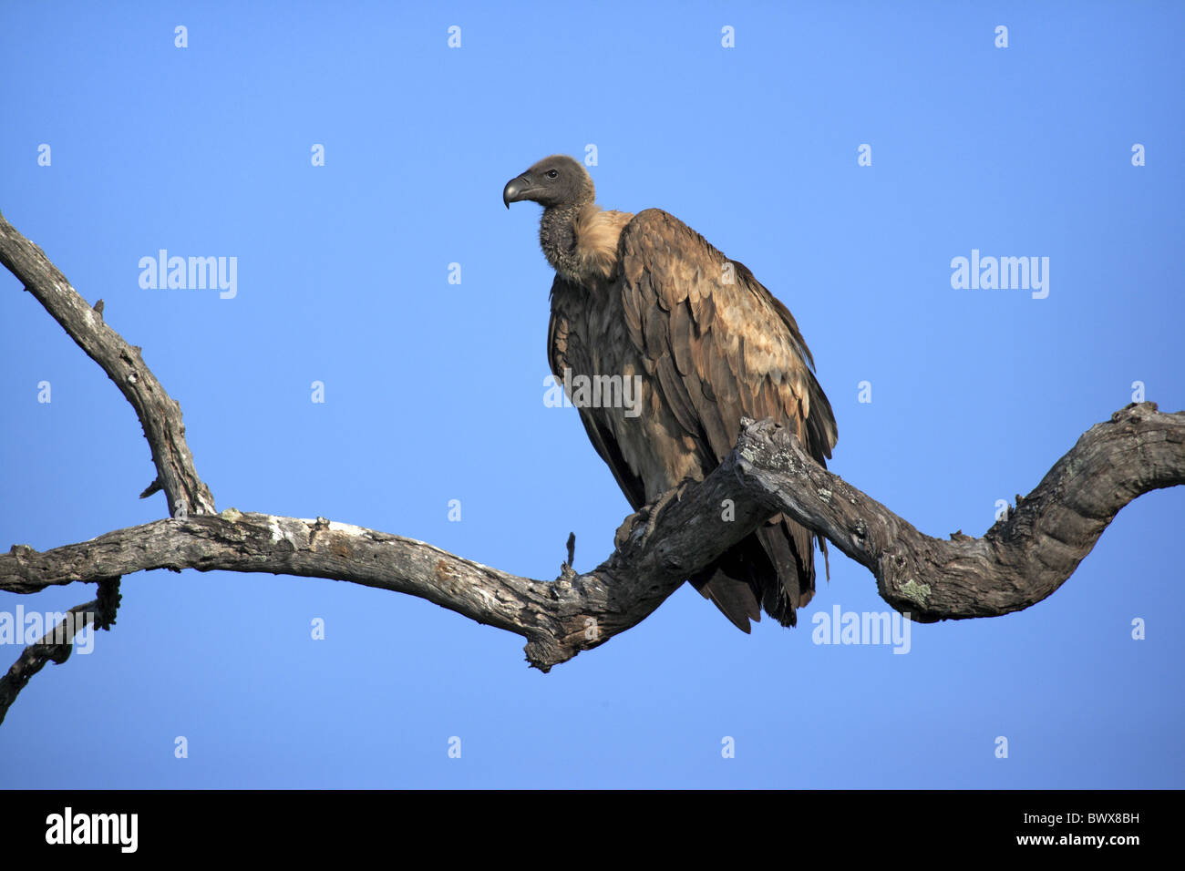 White-backed Vulture (Gyps africanus) adult, perched on branch, Kruger N.P., South Africa Stock Photo