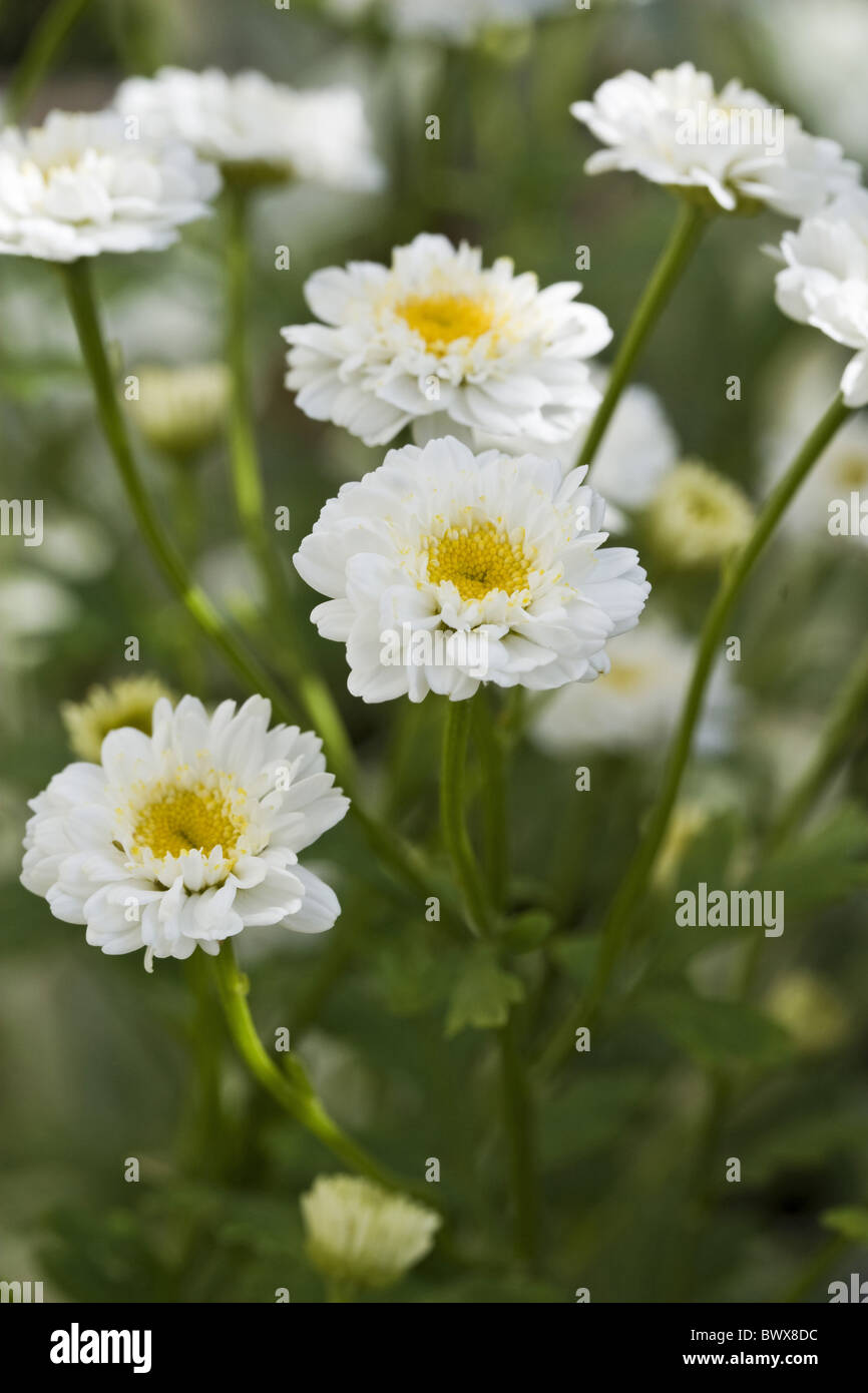 britain british england english dorset europe european garden gardens close close-up feverfew feverfews flower flowers Stock Photo