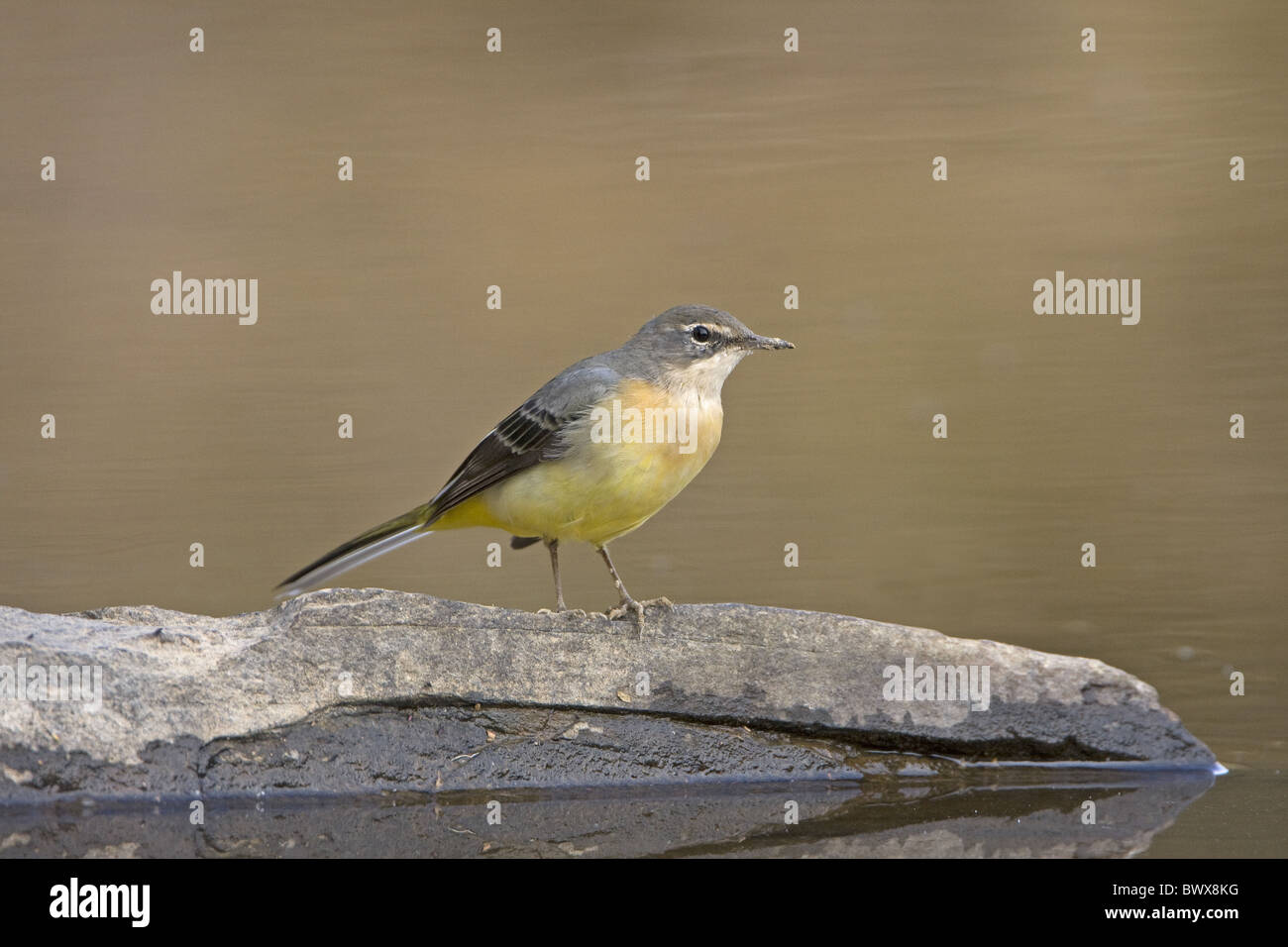 Grey Wagtail (Montacilla cinerea) adult, winter plumage, standing on rock in stream, Extremadura, Spain, september Stock Photo