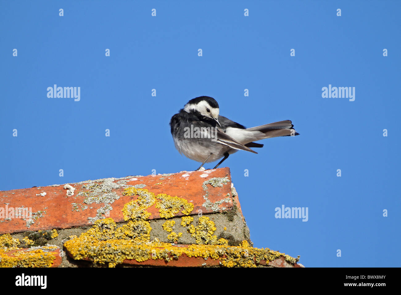 Pied Wagtail (Motacilla alba yarrellii) adult male, preening, perched on roof tiles, West Sussex, England Stock Photo