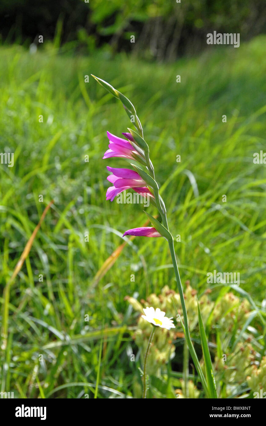 gladiolus communis Bysantinus garden purple flower flower flowers plant plants iridaceae gladioli gladiolus wildflower Stock Photo