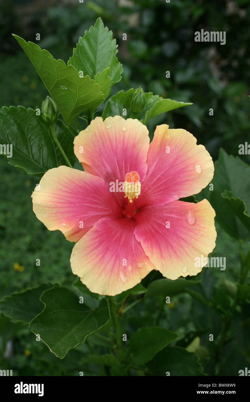 Asia Asian Close Up Common Flower Flowers Hibiscus October Orange
