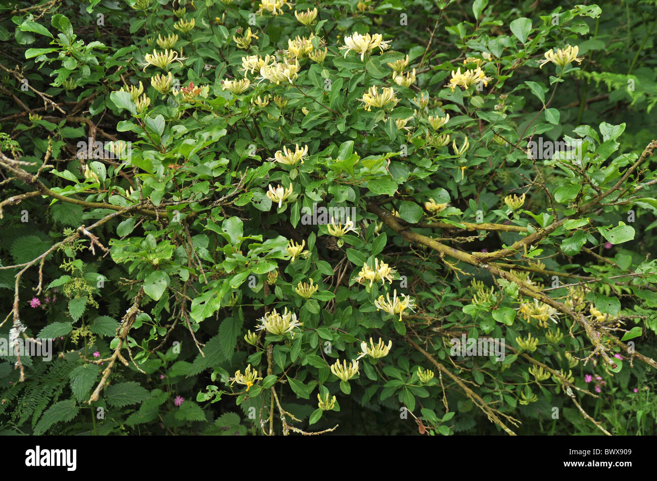 Wild Honeysuckle Lonicera periclymenum flowering Stock Photo
