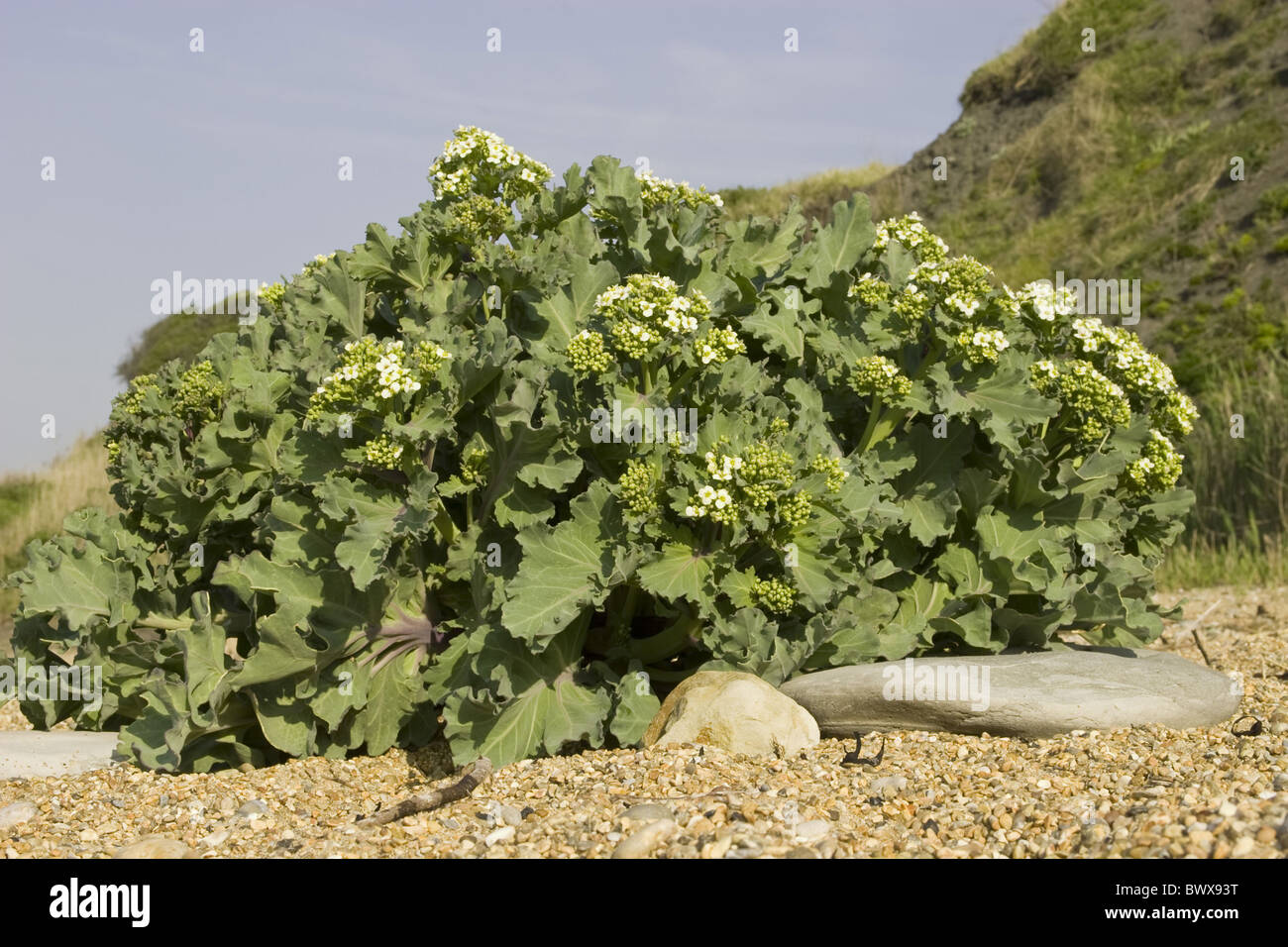 Sea Kale Crambe maritime Cruciferae Wildflower Wildflowers Wildplant