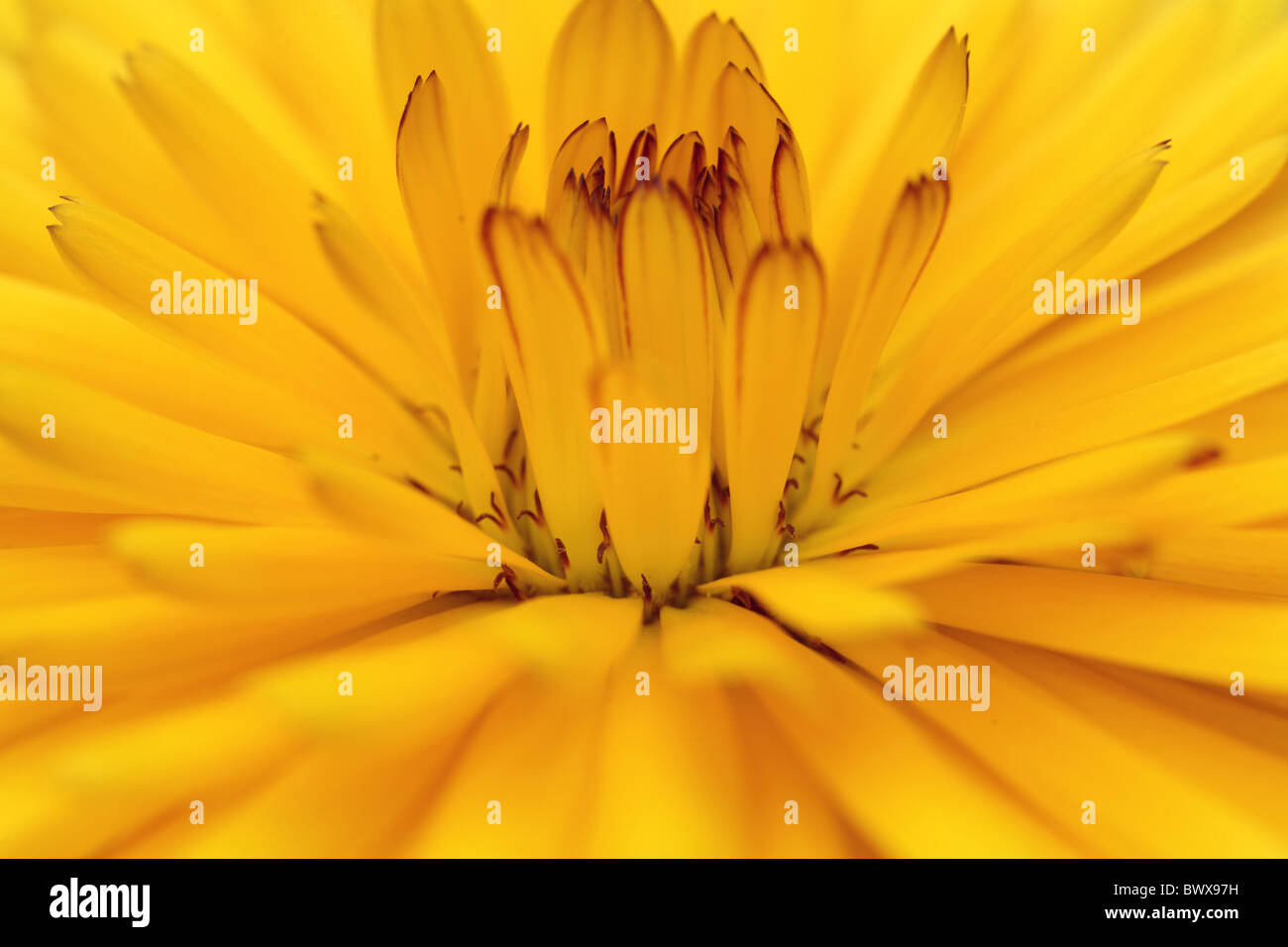 Calendula officinalis pot marigold annual garden europe european