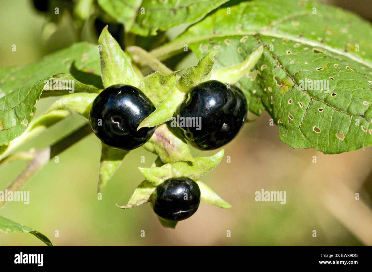 flower flowers plant plants nightshade nightshades europe european nature solanaceae perennial perennials wildflower Stock Photo