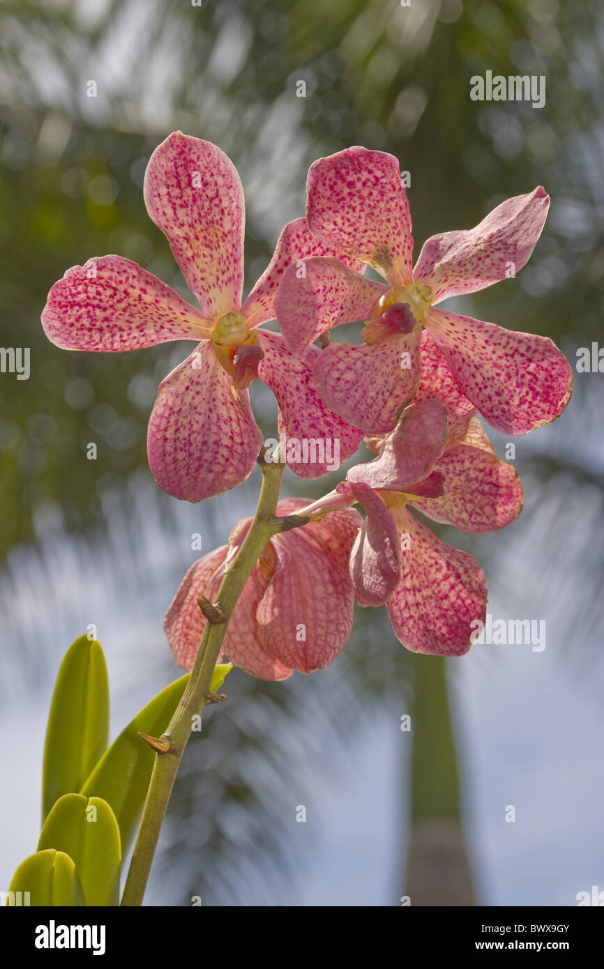 Asia Asian Bloom Blooms Exotic Flower Flowers Pink Orchid Orchids Mottled South East Asia Spotted Upright Vanda Hybrid Hybrids Stock Photo