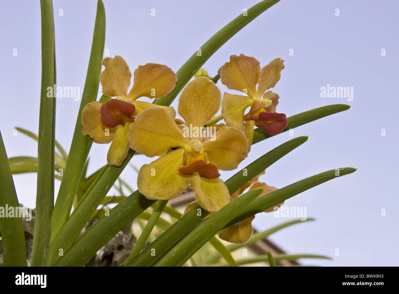 Orchid Orchids Vanda Hybrid Hybrids Flower Flowering Flowers Yellow Tropical Tropic Orange Plant Plants Ornamental April Garden Stock Photo