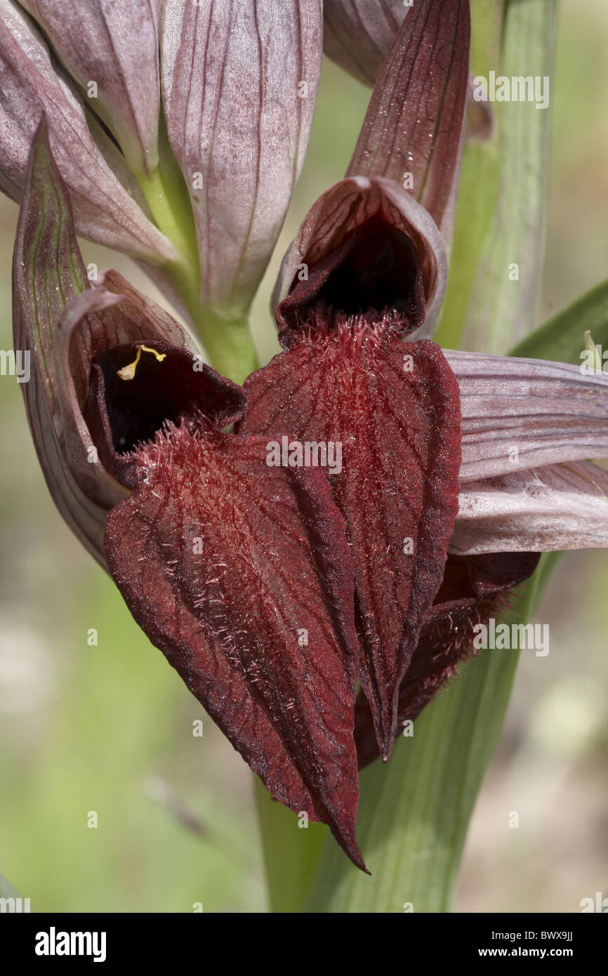 Tongue Orchid (Serapias sp.) hybrid of Tongue Orchid (S. lingua) and ...