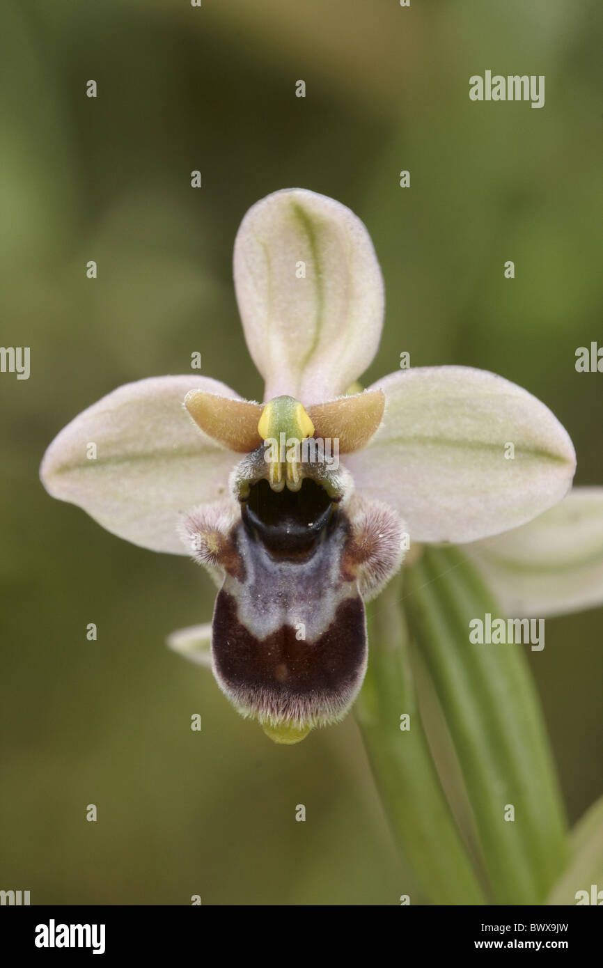 Sommeri Orchid (Ophrys sommeri) hybrid of Sawfly Orchid (O. temthredinifera) and Bumblebee Orchid (O. bombilifera) flowering, Stock Photo