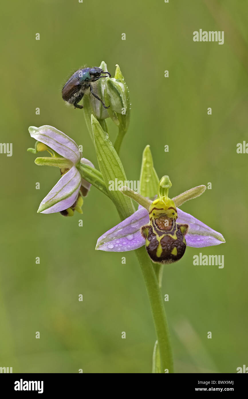 Bee Orchid (Ophrys apifera) flowering, with Garden Chafer (Phyllopertha