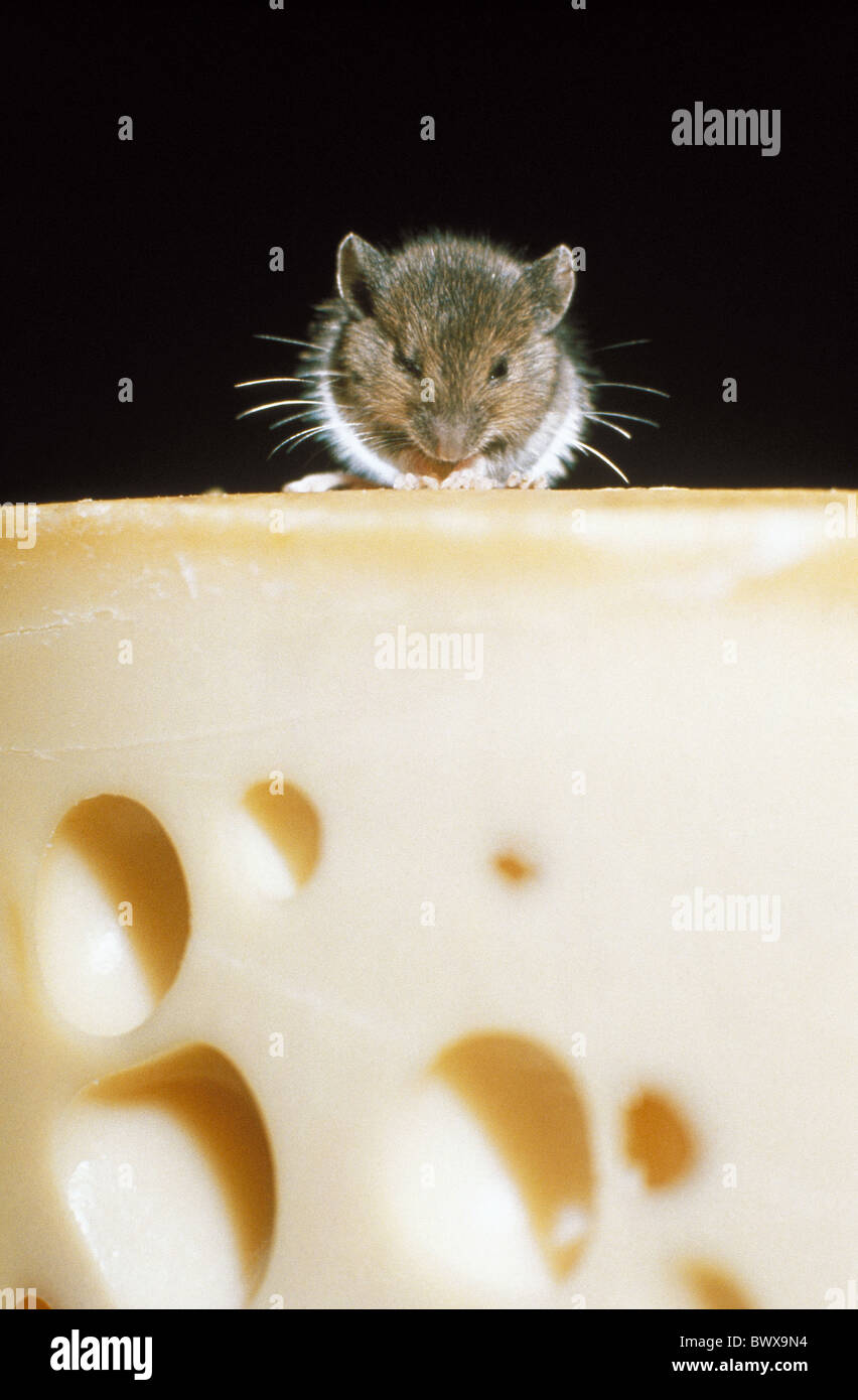mouse Swiss cheese Emmentaler seated sitting nibbling cheese symbol Stock Photo