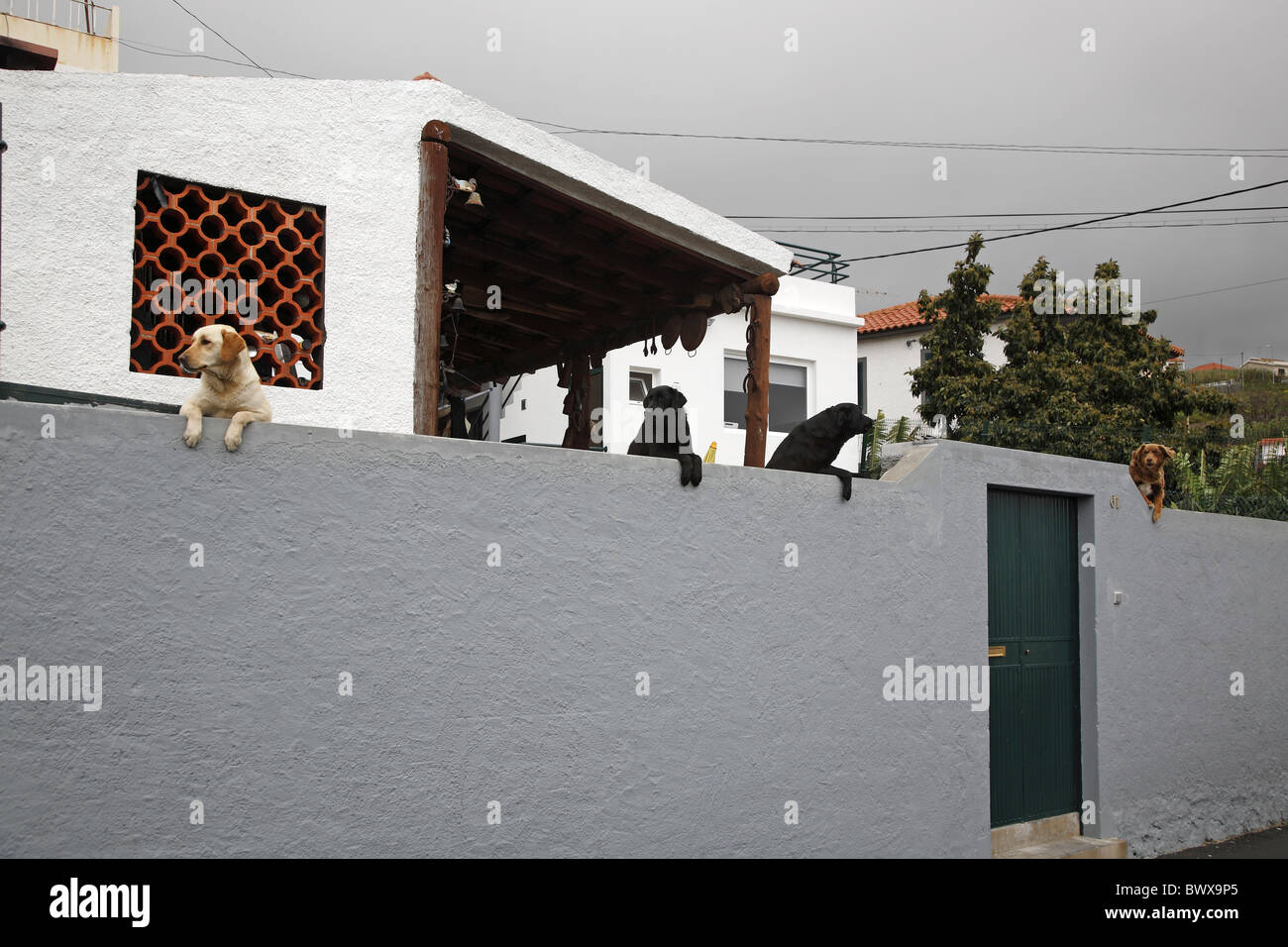 Portugal Madeira Funchal Hunde auf der Mauer Stock Photo