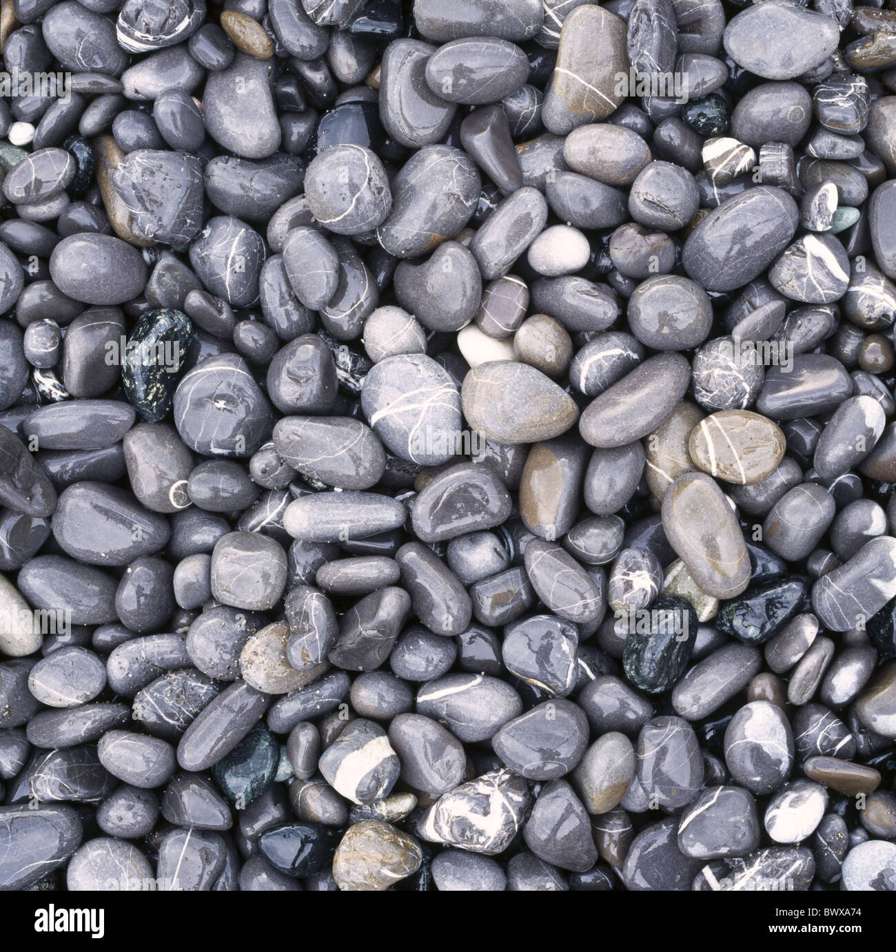 pattern figured brilliant gray wet stones different structure background concept Stock Photo