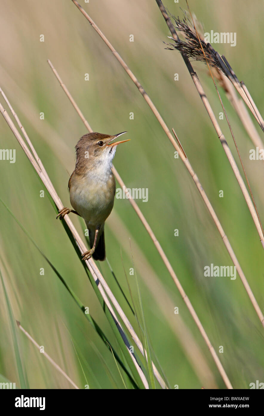 Eurasian Reed-warbler (Acrocephalus scirpaceus) adult male, singing, perched on reed, Norfolk, England, may Stock Photo