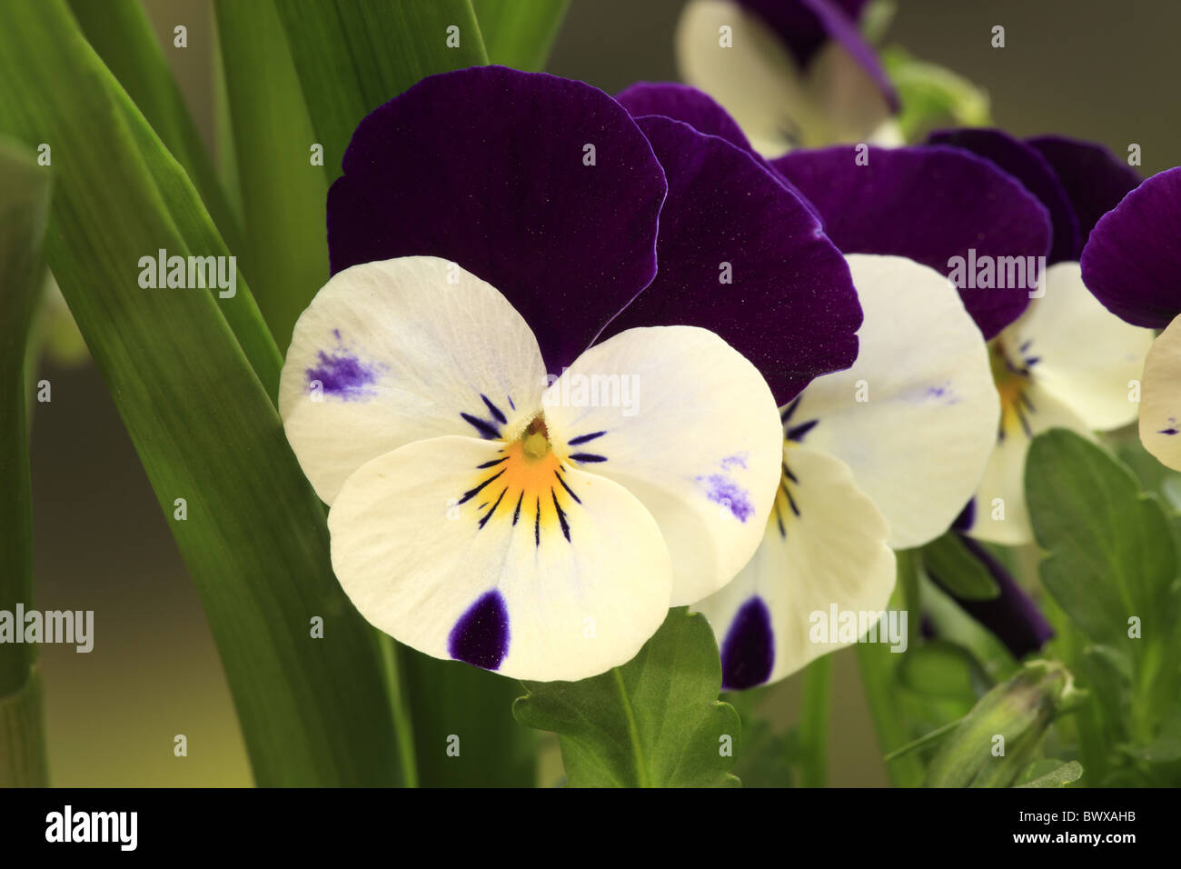 Horned Pansy Viola cornuta close-up flowers Stock Photo