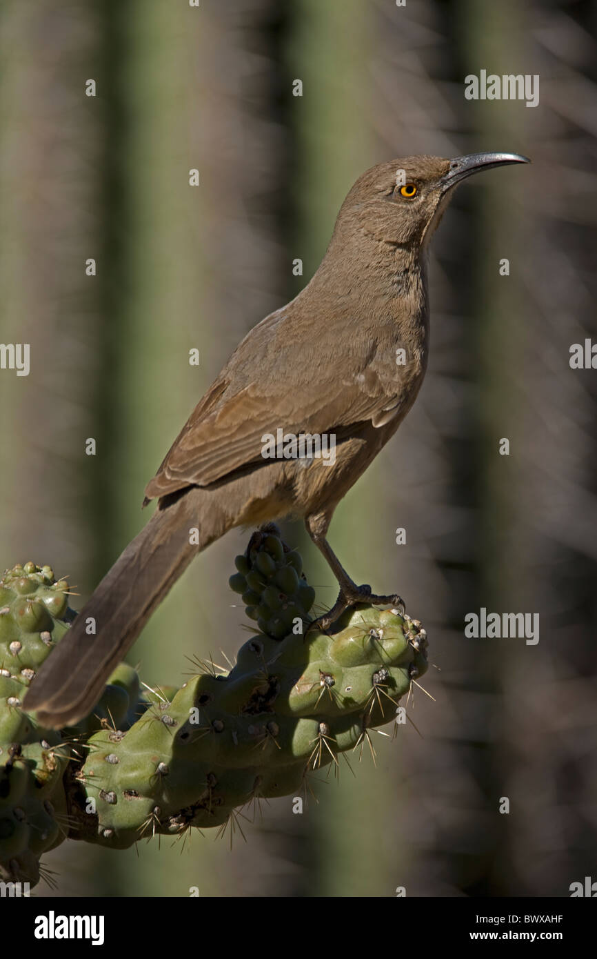Curve-billed Thrasher Toxostoma curvirostre Arizona Perched on cholla cactus Sonoran desert Stock Photo