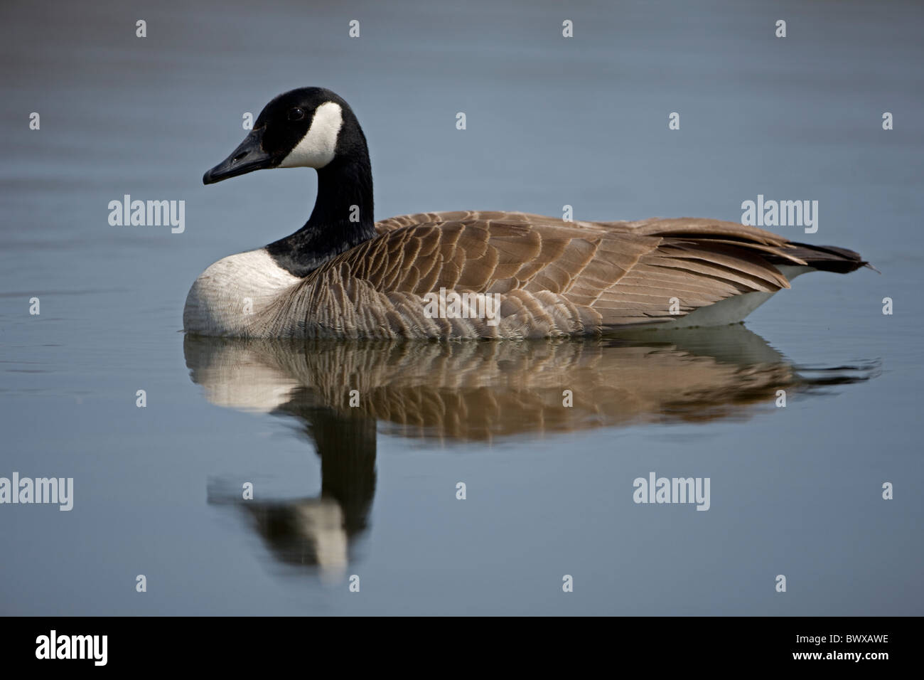 Canada Goose Branta canadensis New York Stock Photo