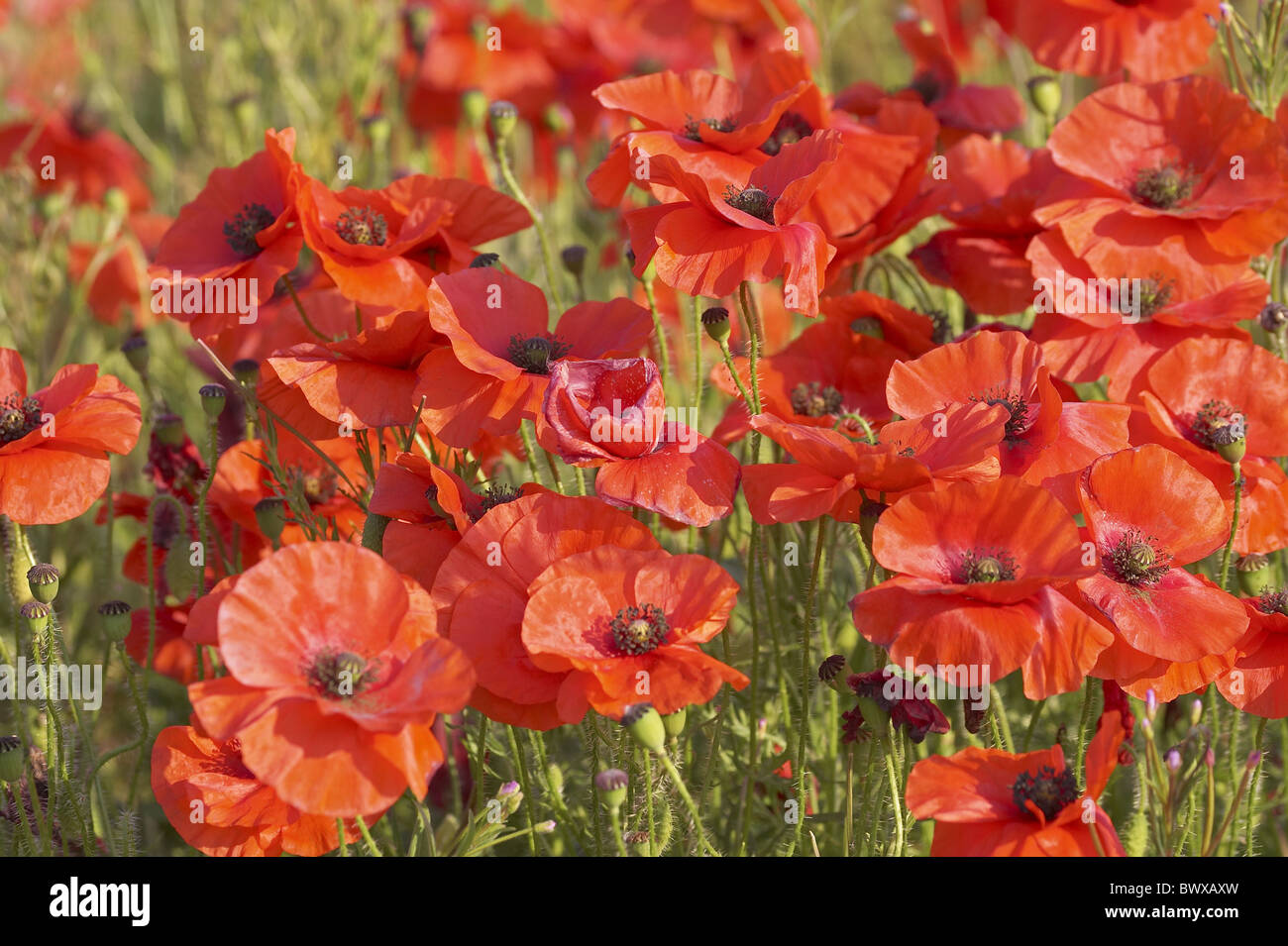 Poppy Colour High Resolution Stock Photography and Images - Alamy