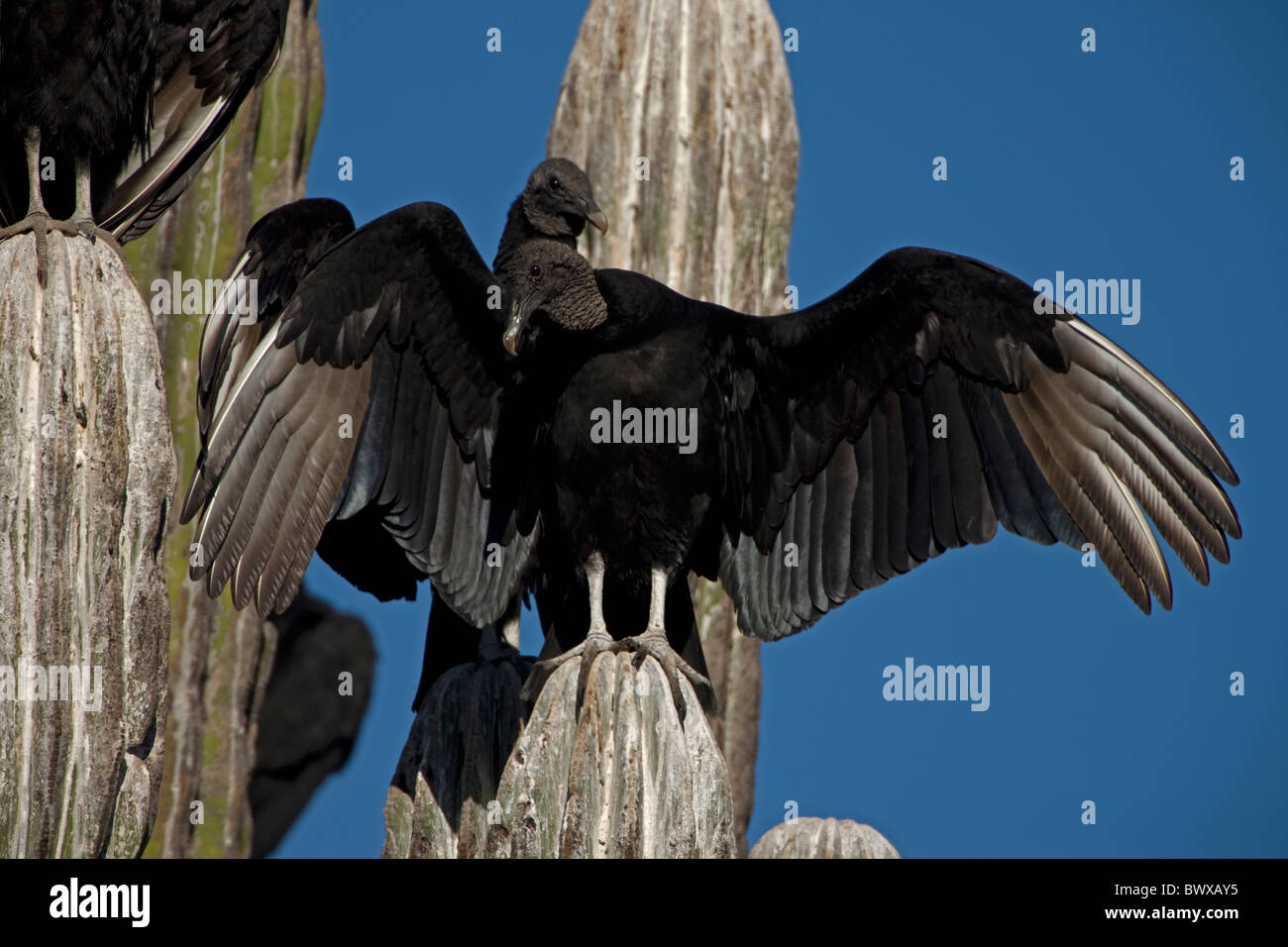 Black Vulture (Coragyps atratus) perched on cardon cactus (Pachycereus pringlei) Sunbathing Stock Photo