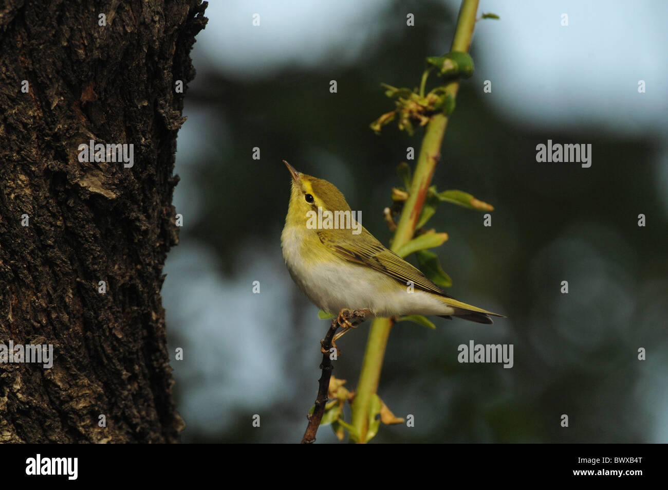 Wood Warbler (Phylloscopus sibilatrix) adult, summer plumage, foraging in almond tree, Lesvos, Greece, april Stock Photo
