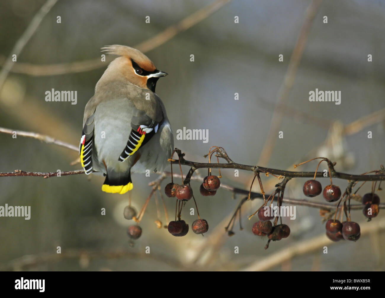 Bohemian Waxwing (Bombycilla garrulus) adult, perched on branch with fruit, Finland, march Stock Photo