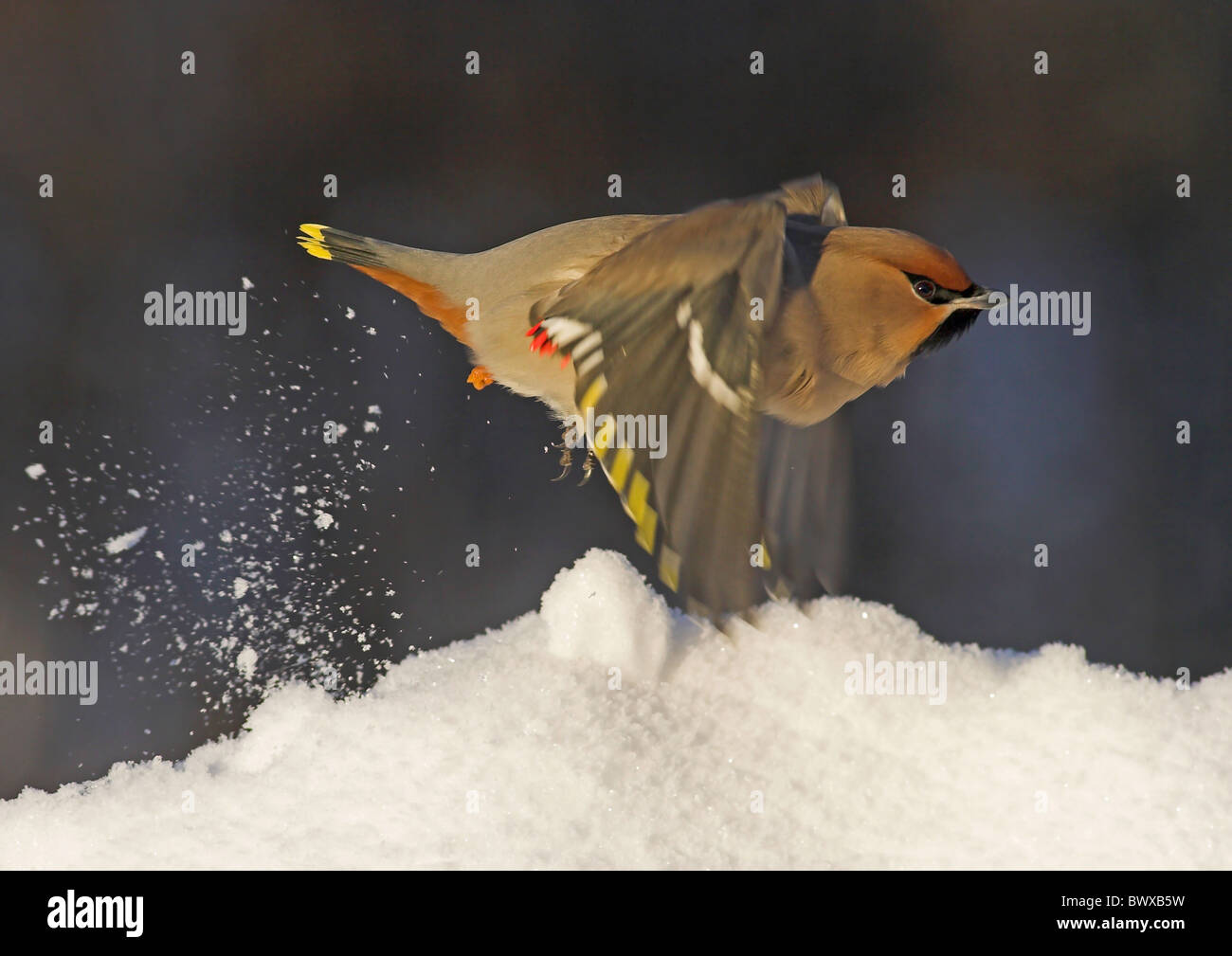 Bohemian Waxwing (Bombycilla garrulus) adult, in flight, taking off from snow, Finland, march Stock Photo