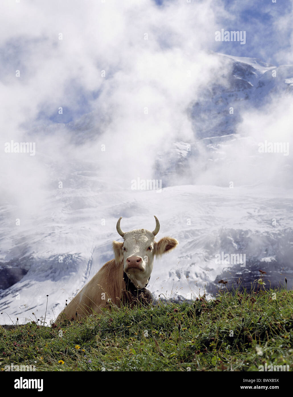 animals beasts cow portrait head background mountain massif clouds