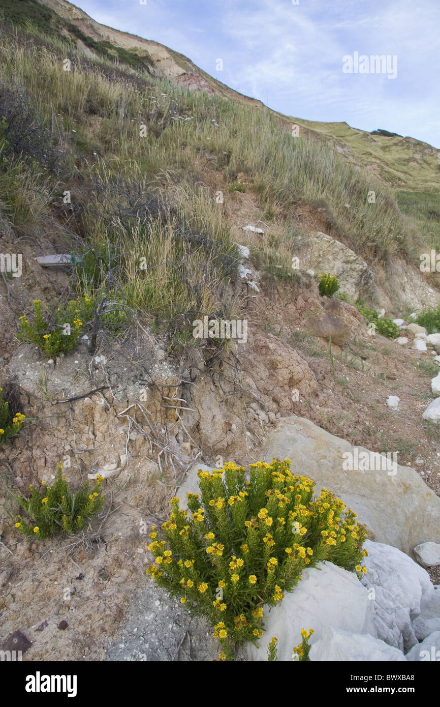 Atlantic Bloom Blooms Britain British Chalk Chalky Coast Coasts Coastal Compositae Crithmoides Dorset Englnad English Europe Stock Photo